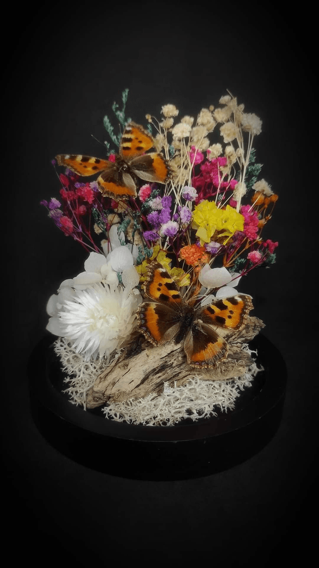 Diorama Duo de petits papillons "Aglais urticae" 