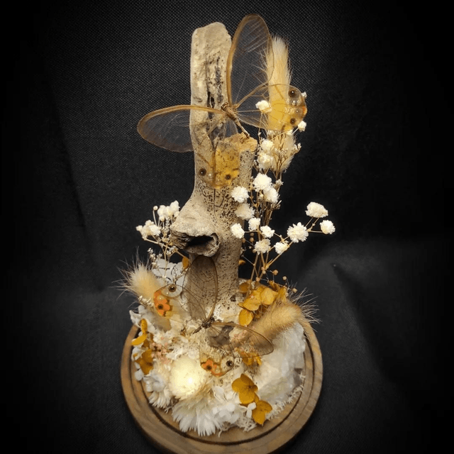 Diorama Duo de Papillons Haetera