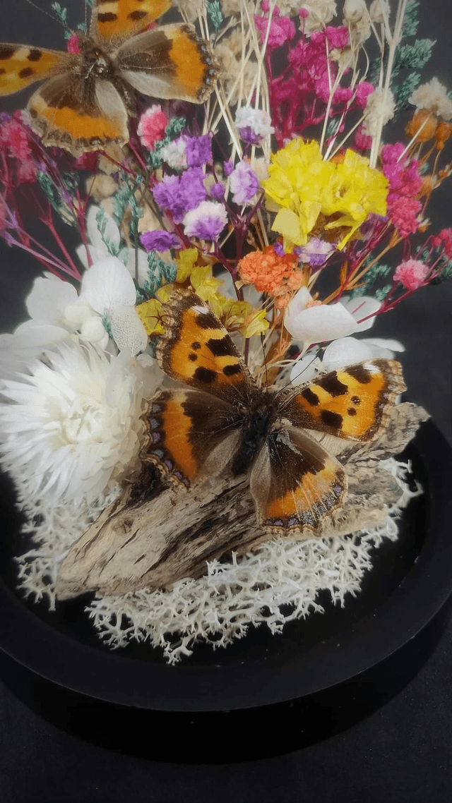 Diorama Duo de petits papillons "Aglais urticae" 