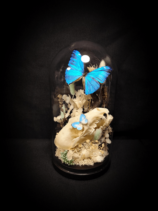 Diorama Duo de Papillons & Crâne de Renard 