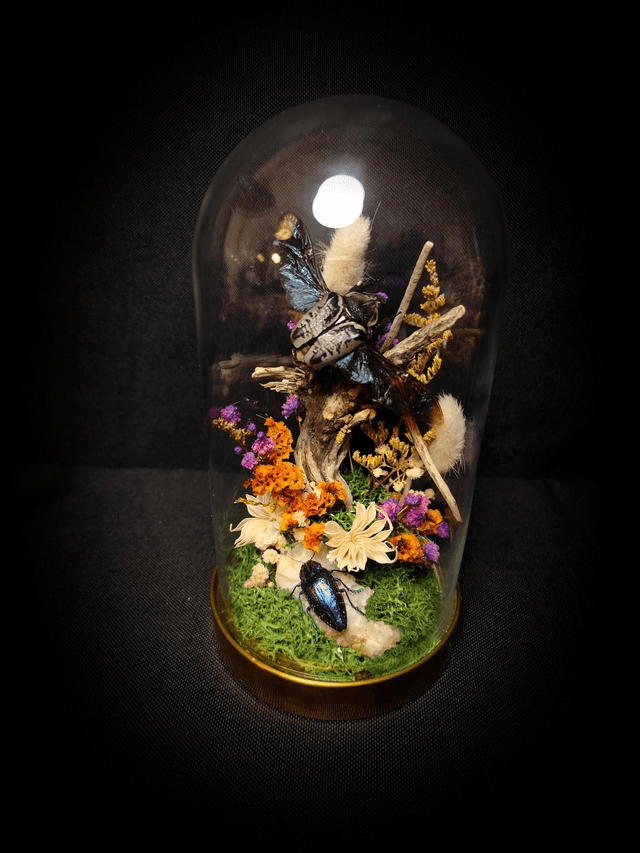 Diorama Duo d'Insectes Goliathus & Polybothris Sumptuosa