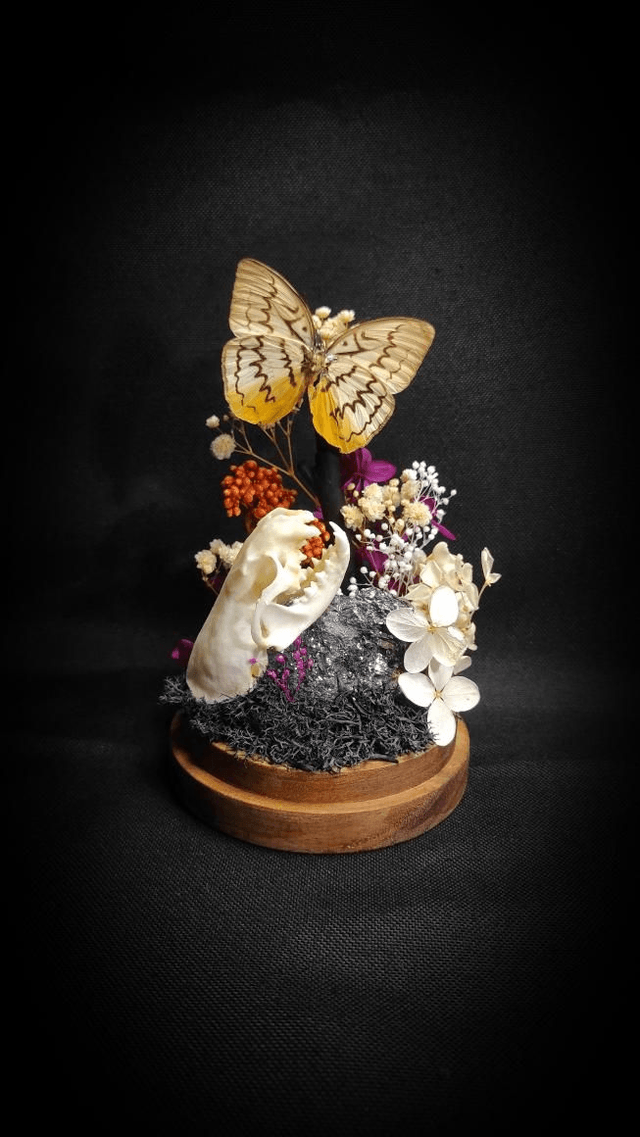Diorama Papillon "Melanocyma faunula"

&
Crâne de Vison