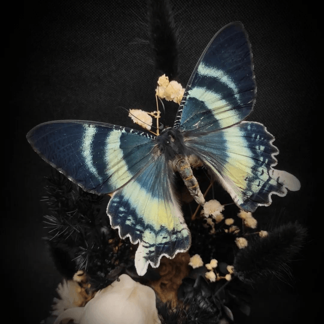 Diorama Papillon "Alcides Orontes" & crâne de chat