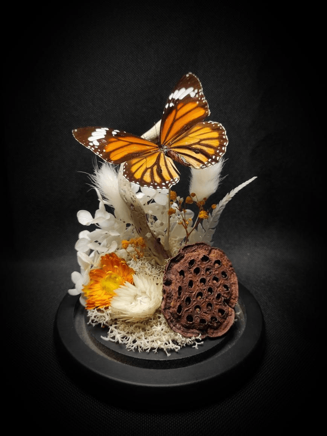 Diorama Papillon "Monarque Indien" 