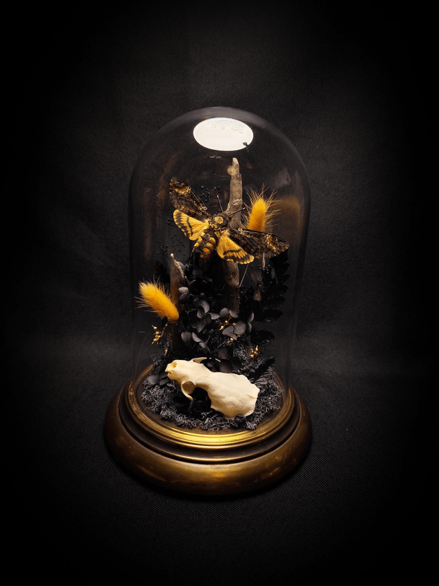 Diorama Papillon Sphinx Tête de Mort & Crâne de Vison 