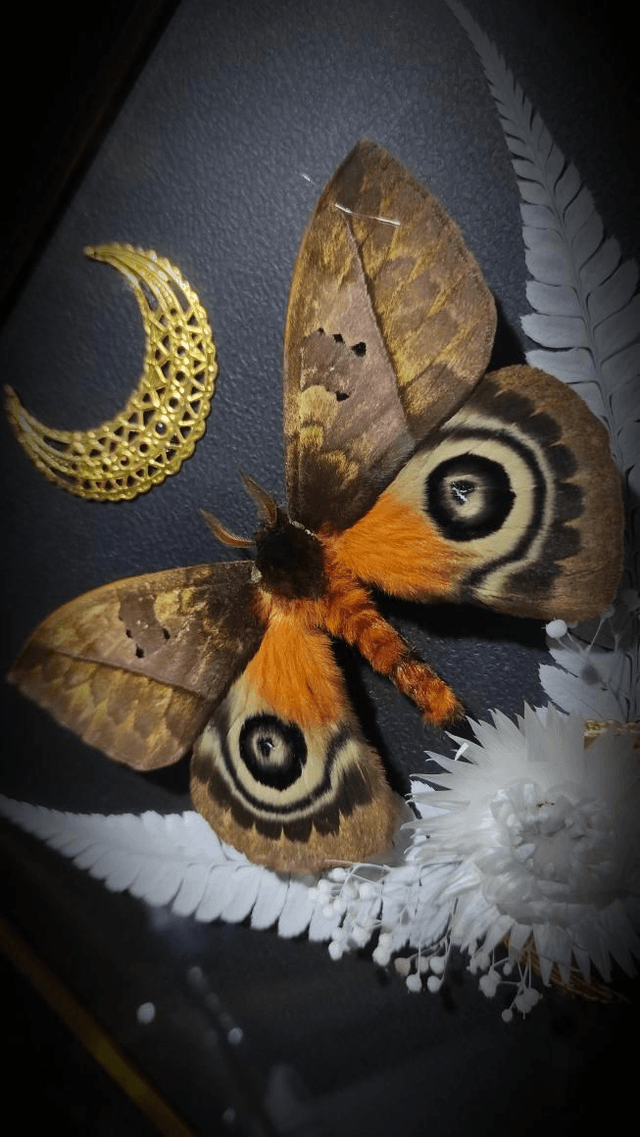 Cadre Vintage Papillons "Automeris Lara"