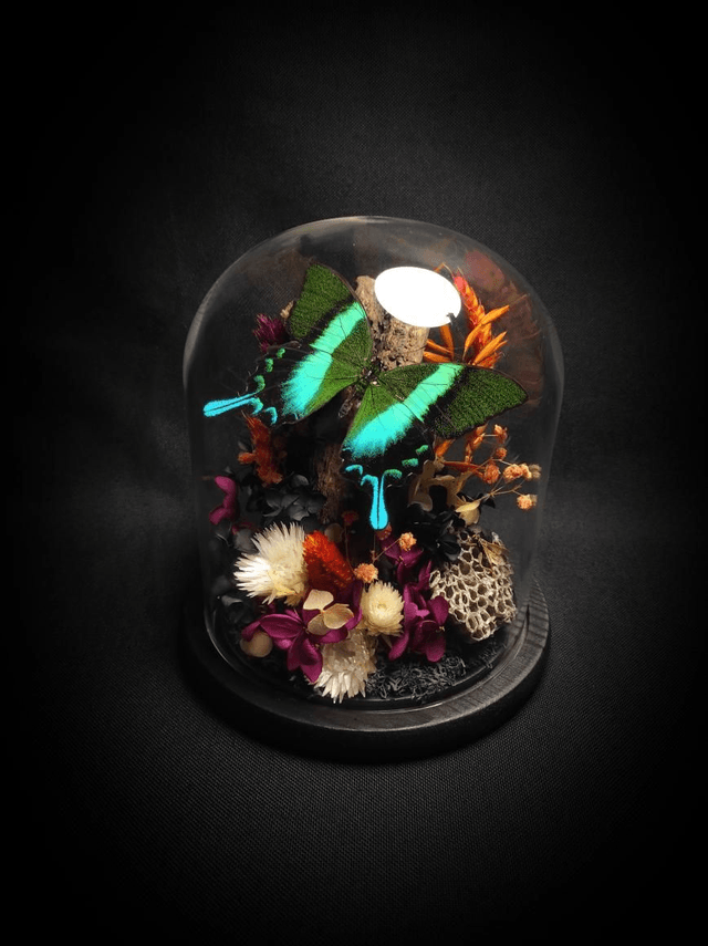 Diorama Papillon "Papilio Blumei & Guêpe" 