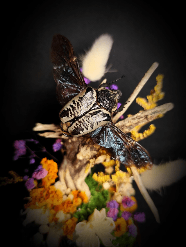 Diorama Duo d'Insectes Goliathus & Polybothris Sumptuosa
