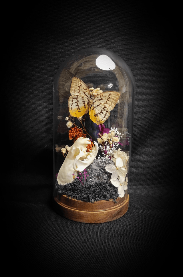 Diorama Papillon "Melanocyma faunula"

&
Crâne de Vison