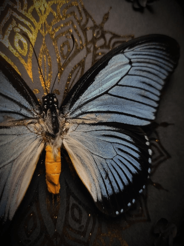 Cadre Papillon "Papilio Zalmoxis" 
