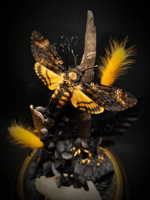 Diorama Papillon Sphinx Tête de Mort & Crâne de Vison 