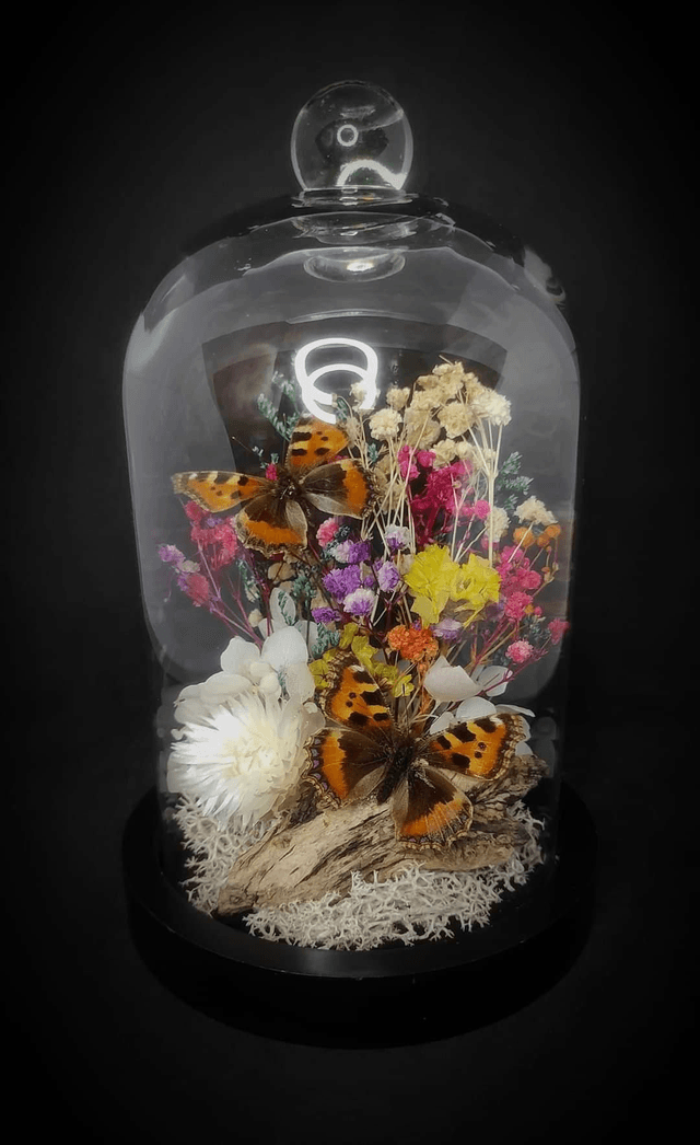 Diorama Duo de petits papillons "Aglais urticae" 