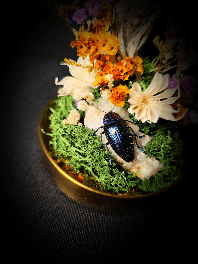 Diorama Duo d'Insectes Goliathus & Polybothris Sumptuosa