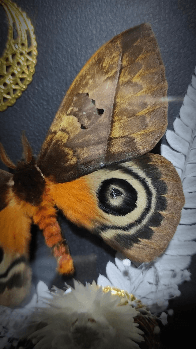 Cadre Vintage Papillons "Automeris Lara"