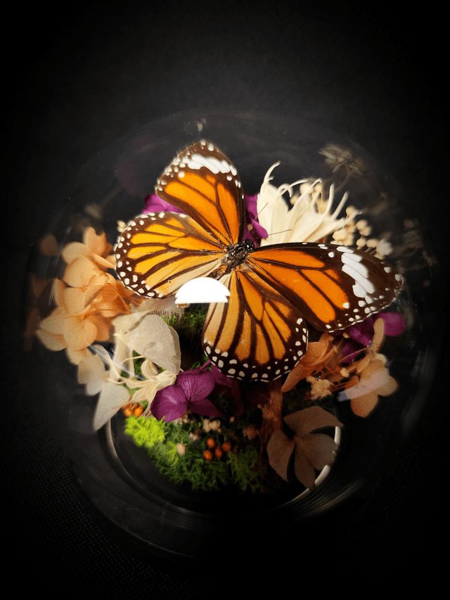 Diorama Papillon Monarque Indien