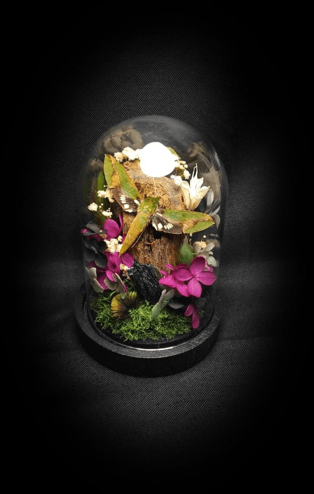 Diorama Papillon "Xylophanes chiron nechus" & 
Cristal de Carborundum