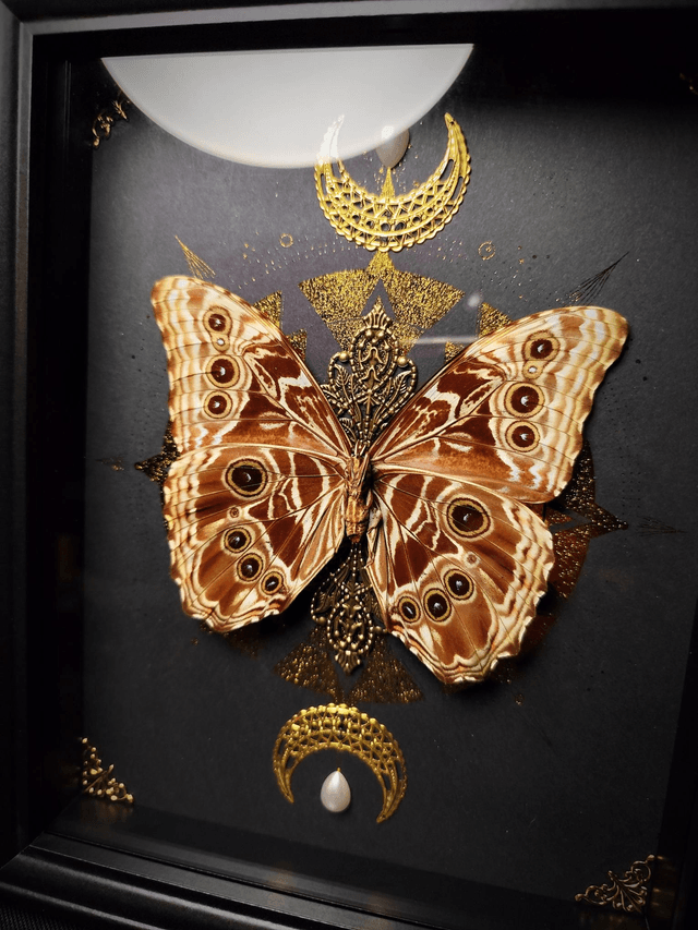 Cadre Papillon Morpho Deidamia Mariae à l'envers 