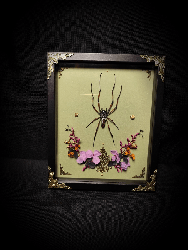 Cadre Araignée "Nephila Inaurata"