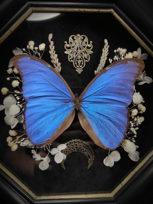 Cadre Vintage Morpho Didius