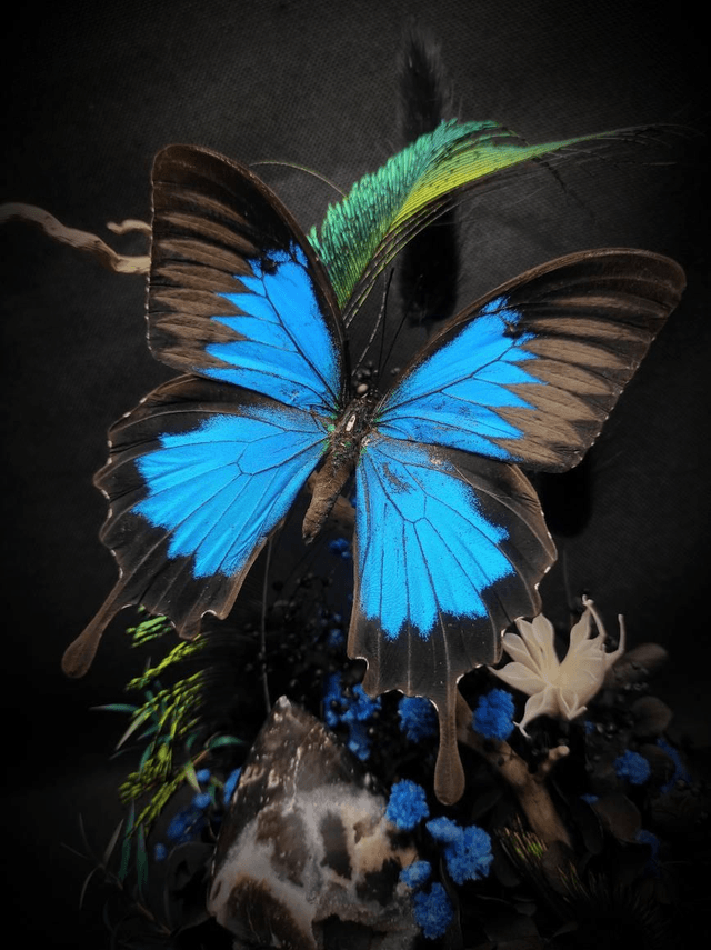 Diorama Papillon "Papilio Ulysses"