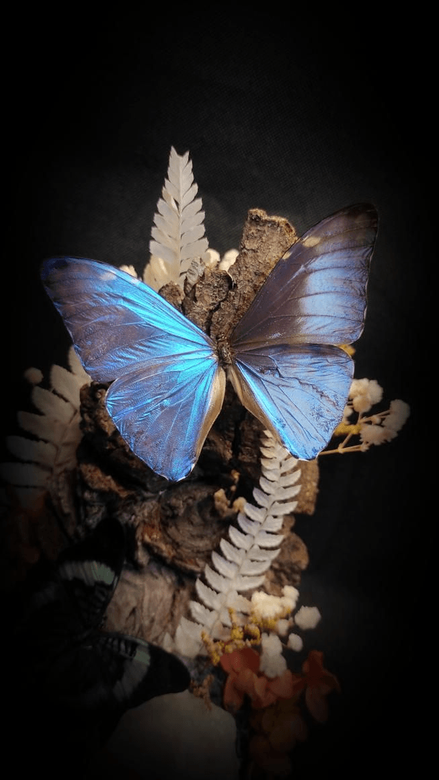 Diorama Duo de papillons Morpho & Panacea Quartz