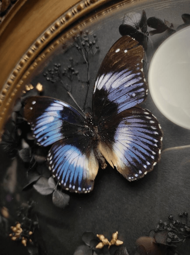 Cadre Vintage Papillons Trio d"Hypolimnas salmacis" (Rare)