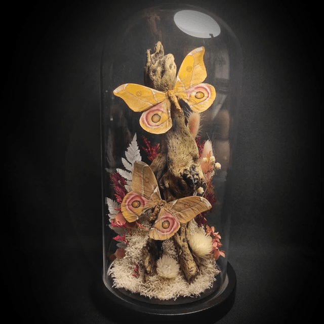 Diorama Papillons Couple d'Antherina suraka