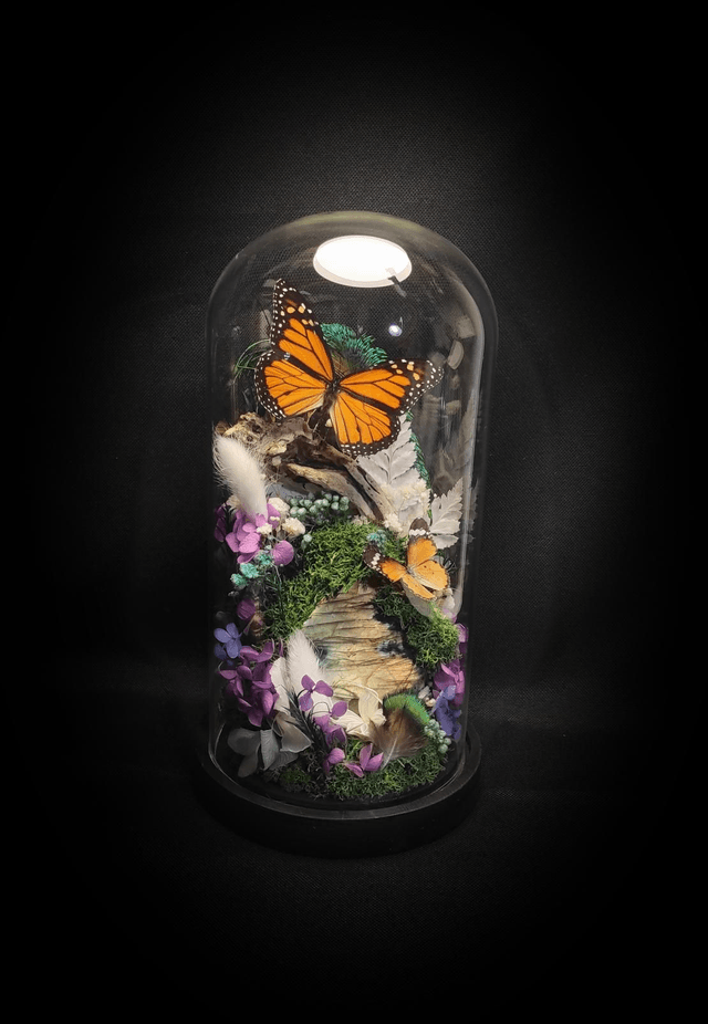 Diorama Duo de Papillons Danaus et Labradorite 