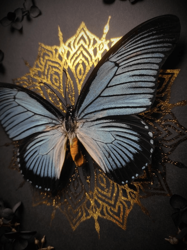 Cadre Papillon "Papilio Zalmoxis" 