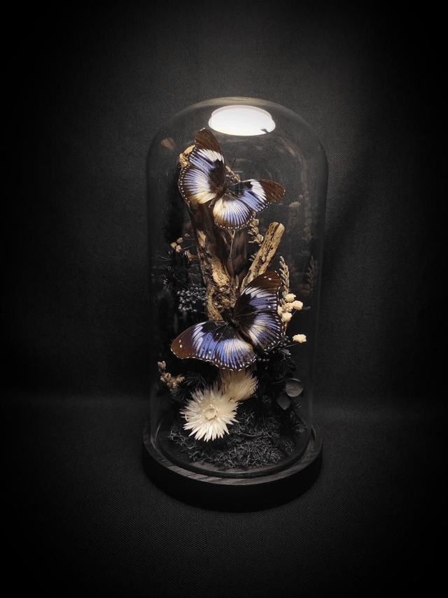 Diorama Duo d'Hypolimnas salmacis