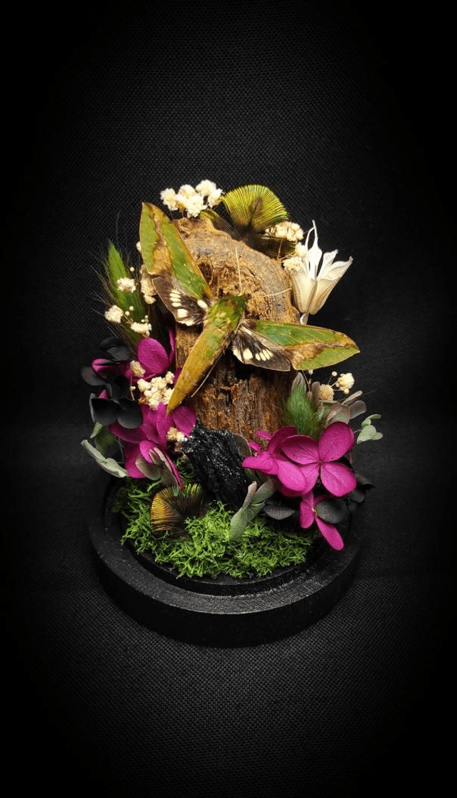 Diorama Papillon "Xylophanes chiron nechus" & 
Cristal de Carborundum