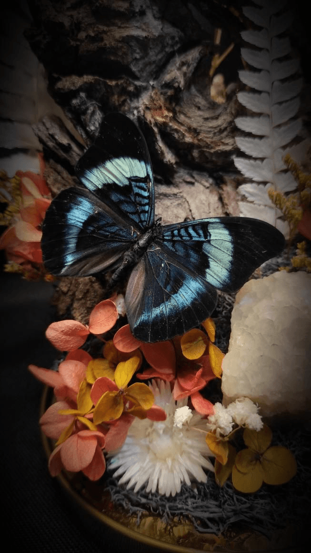 Diorama Duo de papillons Morpho & Panacea Quartz