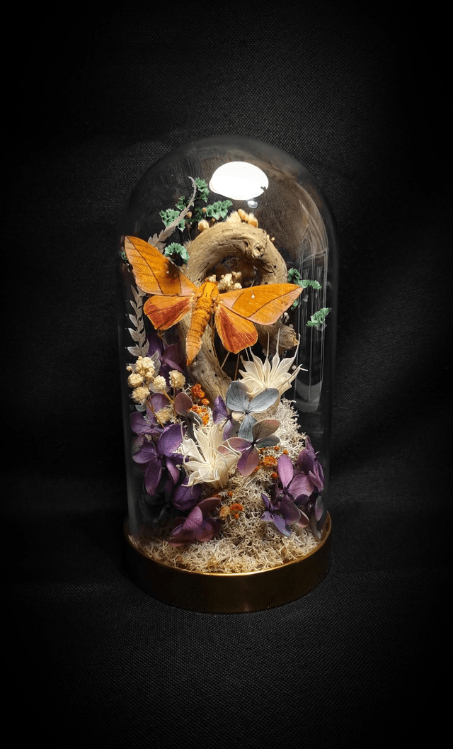 Diorama Papillon "Adeloneivaia Jason"