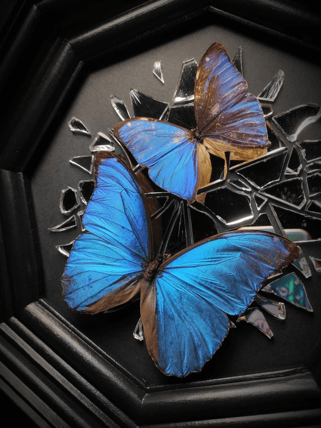 Cadre Miroir brisé Duo de Morpho 