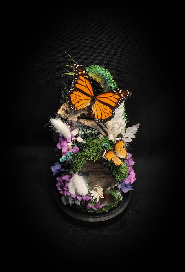 Diorama Duo de Papillons Danaus et Labradorite 