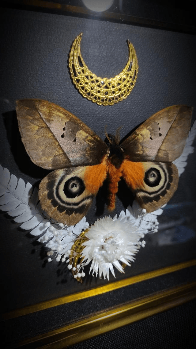 Cadre Vintage Papillons "Automeris Lara"