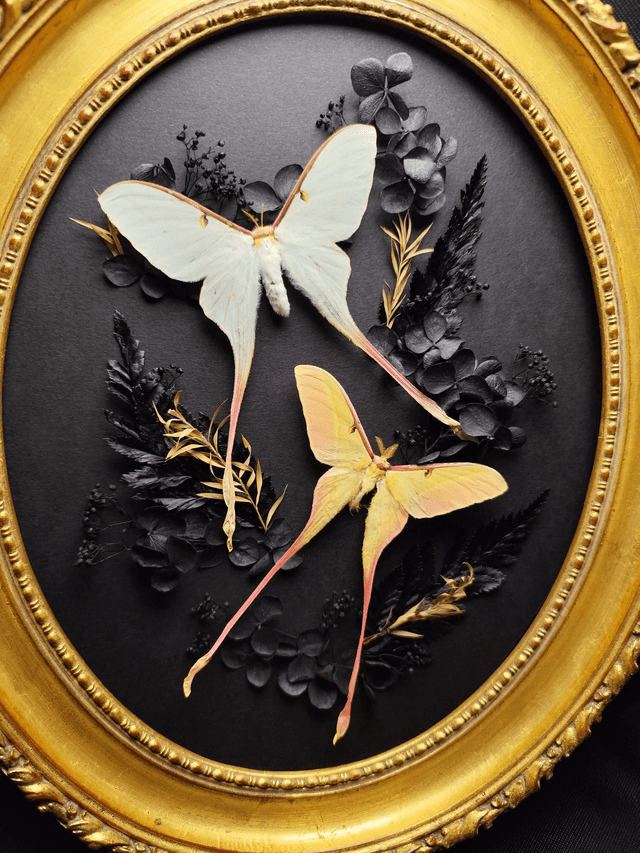 Cadre Papillons Couple Actias Dubernardi 