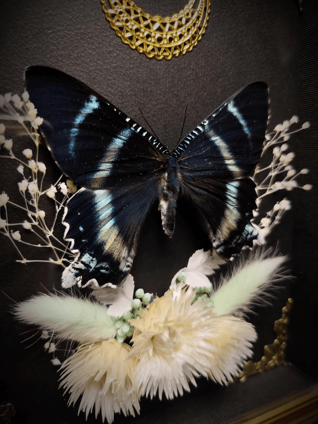 Cadre Vintage Papillon Alcides Orontes et dent de Renard