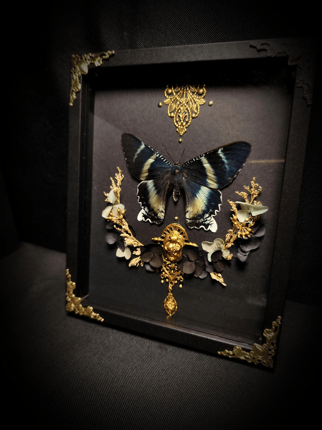 Cadre Papillon "Alcides Orontes"
