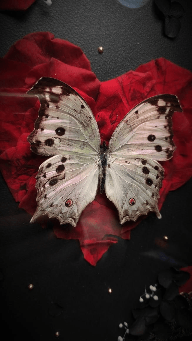 Cadre Papillon "Protogoniomorpha parhassus" 