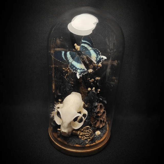 Diorama Papillon "Alcides Orontes" & crâne de chat