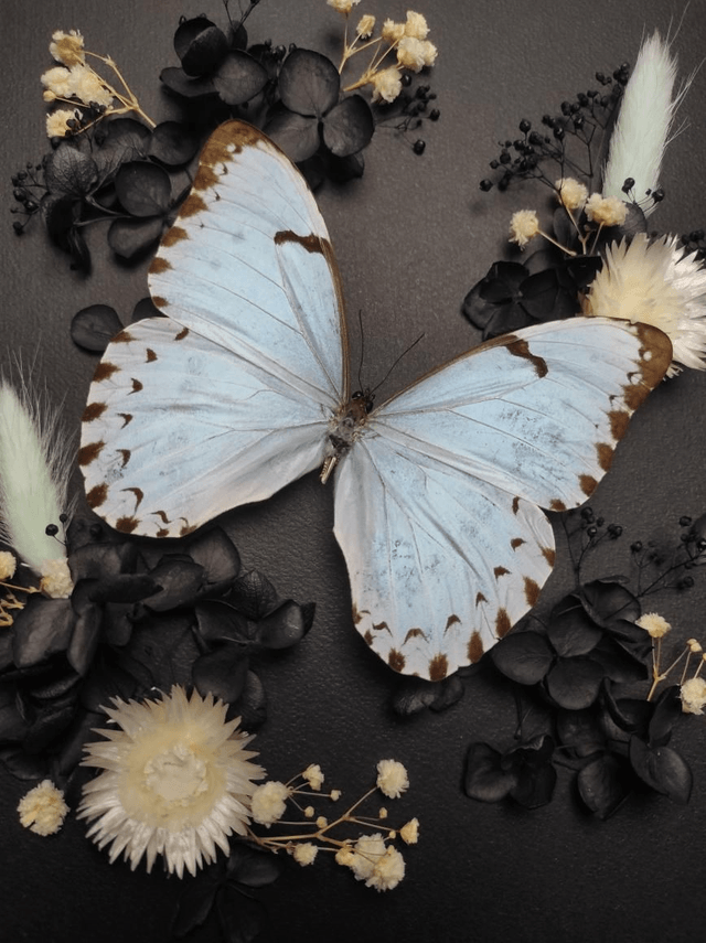 Cadre Papillon "Morpho Epistrophus Catenaria"