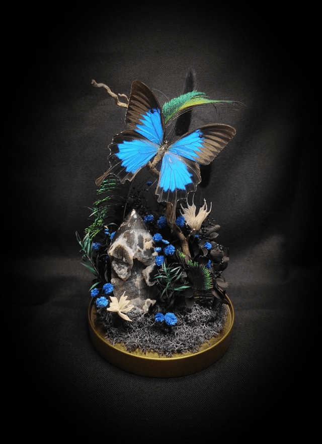 Diorama Papillon "Papilio Ulysses"