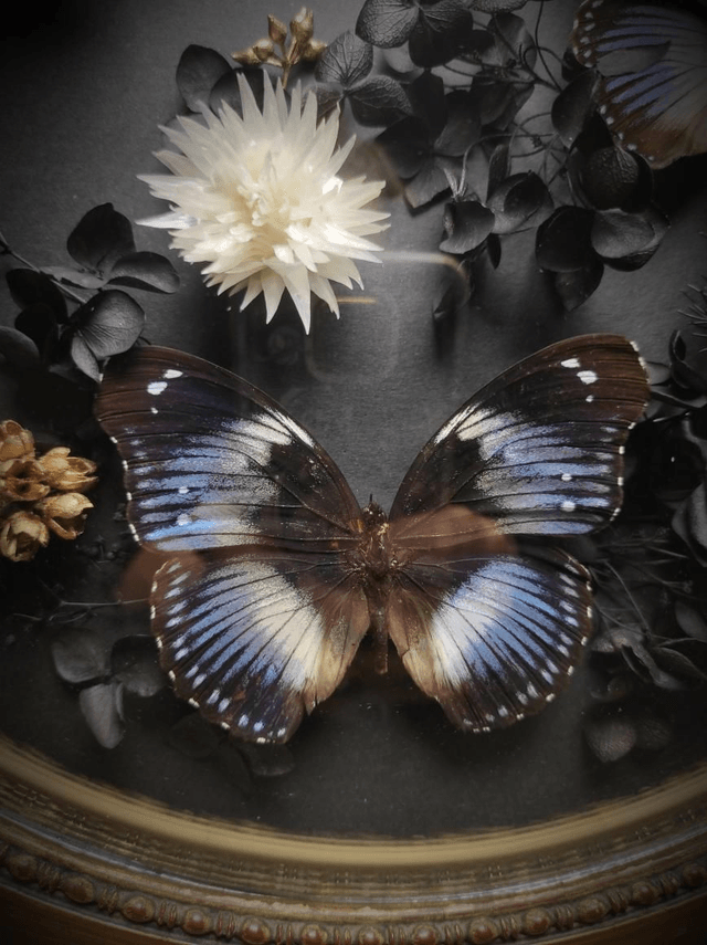 Cadre Vintage Papillons Trio d"Hypolimnas salmacis" (Rare)