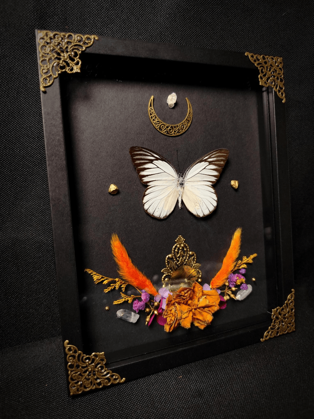 Cadre Papillon "Prioneris Philonome"