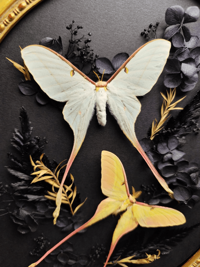 Cadre Papillons Couple Actias Dubernardi 