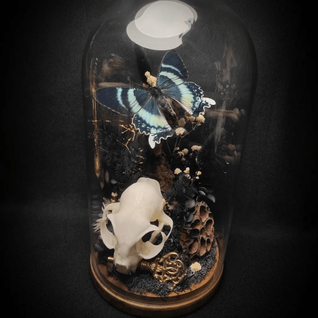 Diorama Papillon "Alcides Orontes" & crâne de chat
