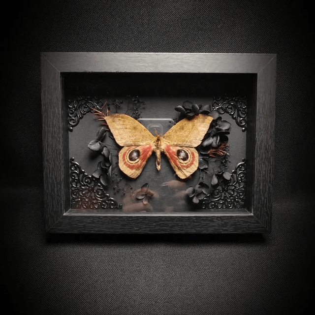 Cadre Papillon de nuit "Automeris Janus"
