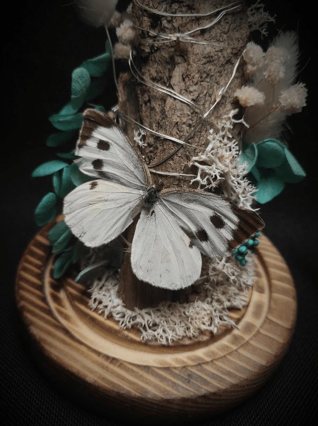 Diorama lumineux Papillons couple de "Pieris Brassicae"
