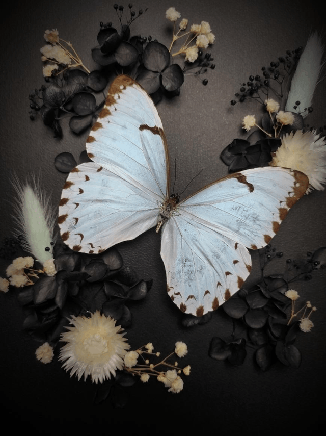 Cadre Papillon "Morpho Epistrophus Catenaria"